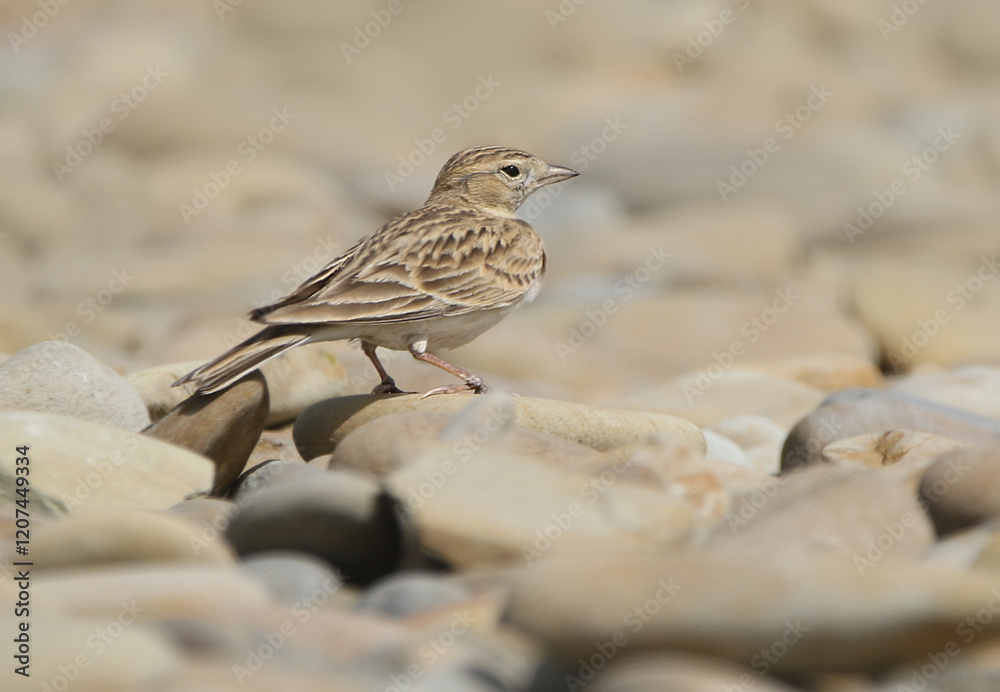 wild birds in nature