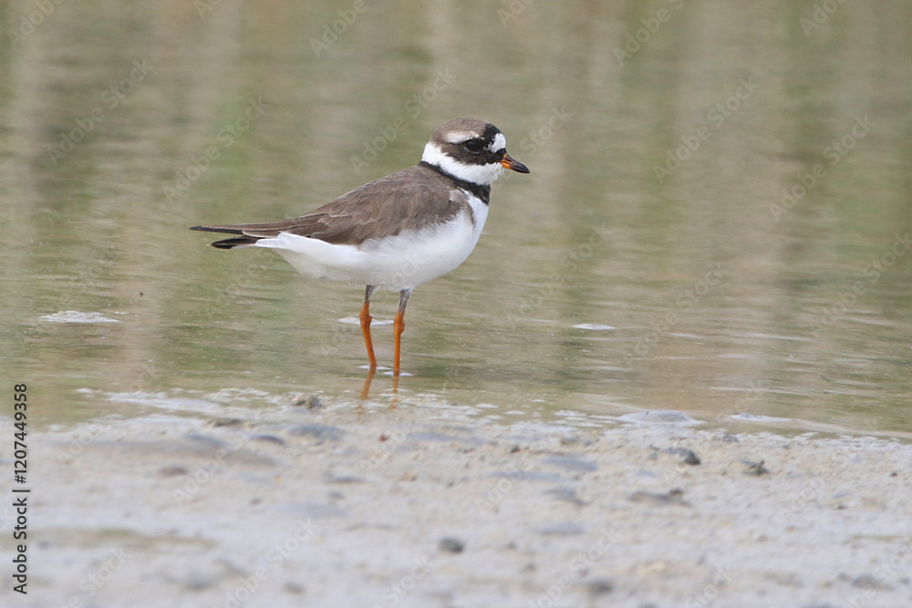 Greater Ringed Plover, real photo of wild bird in natural environment