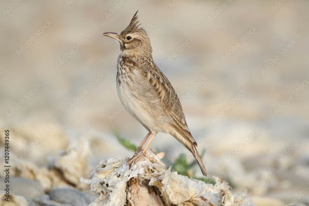 wild birds in nature