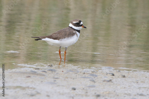 Obraz na płótnie Greater Ringed Plover, real photo of wild bird in natural environment w salonie