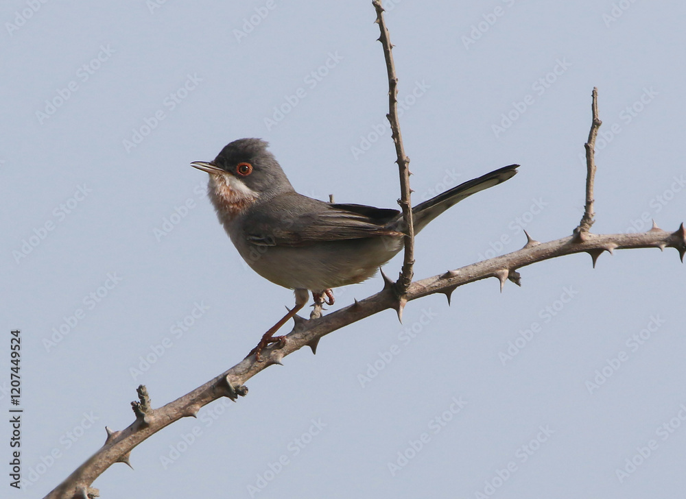 wild birds in nature