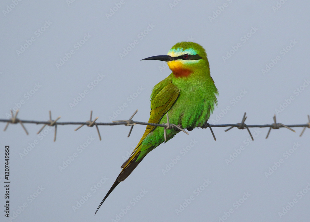 wild birds in nature