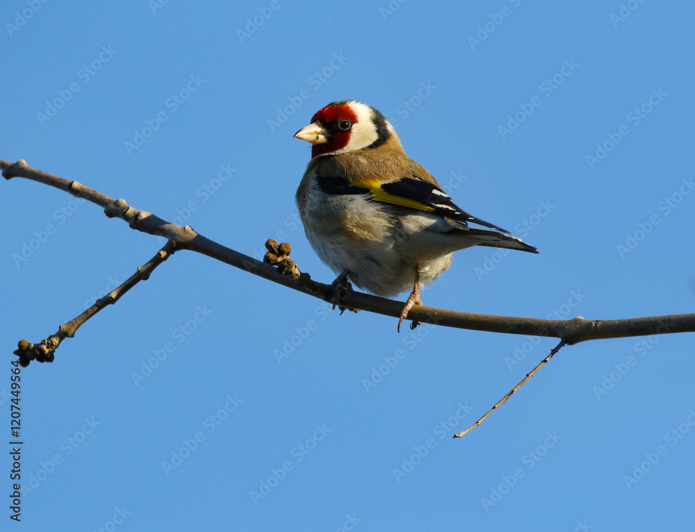 wild birds in nature