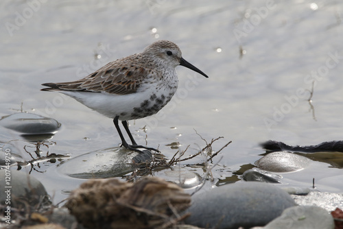 wild birds in nature