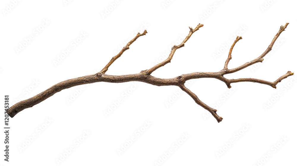 Fototapeta premium A dry, twisted branch isolated on a white background, showcasing intricate details and textures of the wood.