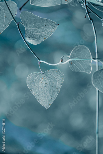 Evergreen climber Smilax aspera, bindweed, sarsaparille, in the nature, heart shape photo