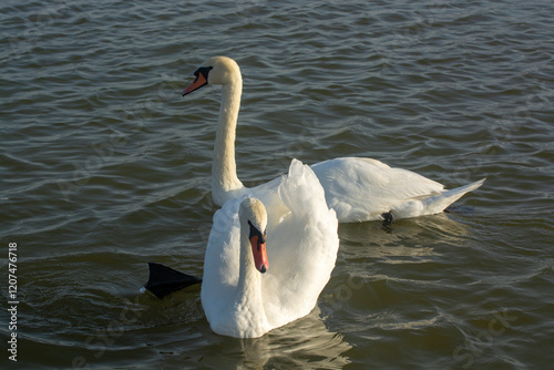 Fototapeta Naklejka Na Ścianę i Meble -  A couple of white swans runs up separately. Birds pair white swans on lake
