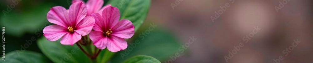 Colorful pink flower blooms on an alenium leaf plant against a contrasting background, alenium, leaf