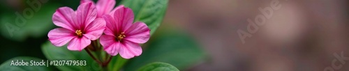 Colorful pink flower blooms on an alenium leaf plant against a contrasting background, alenium, leaf