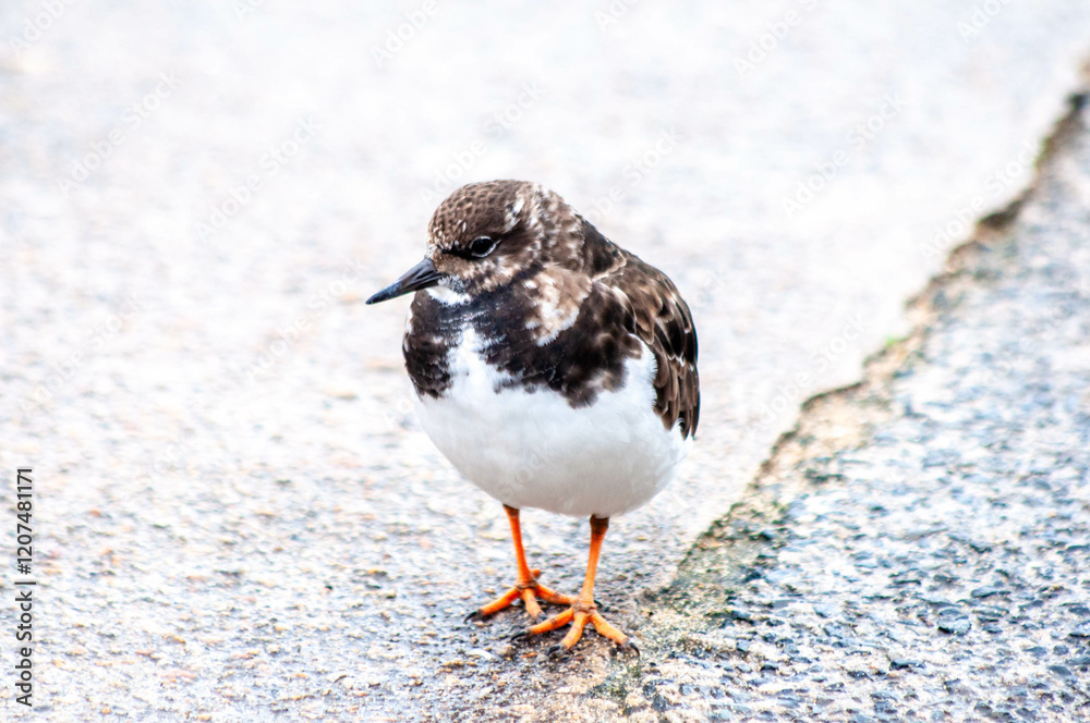 The sandpiper bird is alert and appears to be foraging for food. The image shows the bird's distinctive brown and white plumage, and its orange legs. The sandpiper bird is alert and appears to be foraging for food. The image shows the bird's distinctive brown and white plumage, and its orange legs.