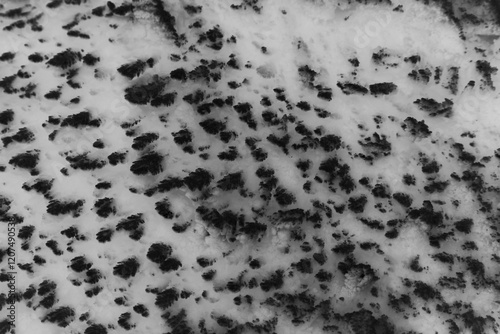 Snowy texture on the ground in black and white film negative.