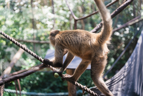 Monkey at the zoo