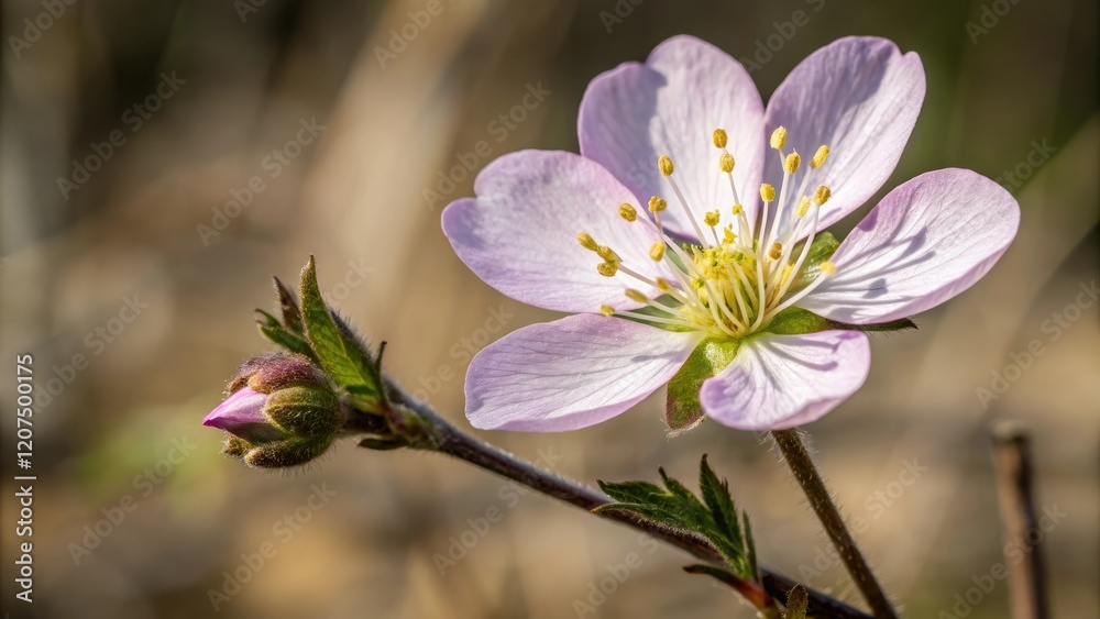 Fototapeta premium Close-up of a single wildflower in bloom, alpine flowers, wildflowers