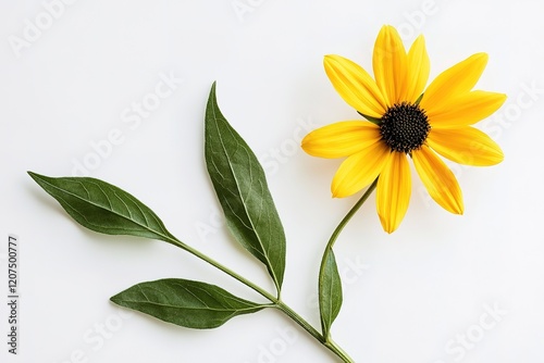 Vibrant Black-Eyed Susan Wildflower with Graceful Long Leaves on White Background Leaf Stem Plant    photo