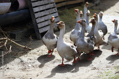 Konstfotografi A group of domestic geese walk around a farmyard.