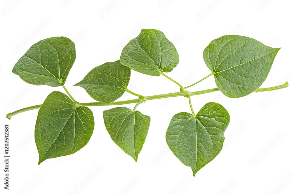 Obraz premium Fresh Green Beans with Vibrant Leaves, Isolated on White Background, Perfect for Culinary or Health 