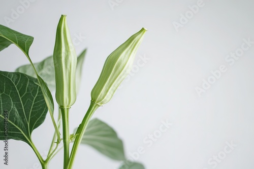 Wallpaper Mural Vibrant Okra Leaves and Single Green Okra Pod: Fresh Garden Bounty, Close-Up View food long plant    Torontodigital.ca