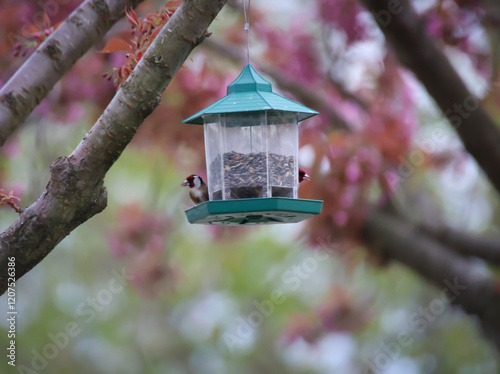 Ein Vogel Futterhaus mit Stieglitz. photo