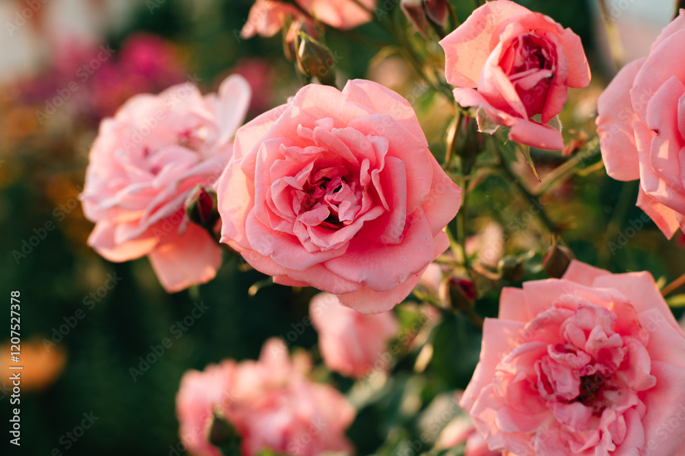 pink roses in the garden pink roses in the garden