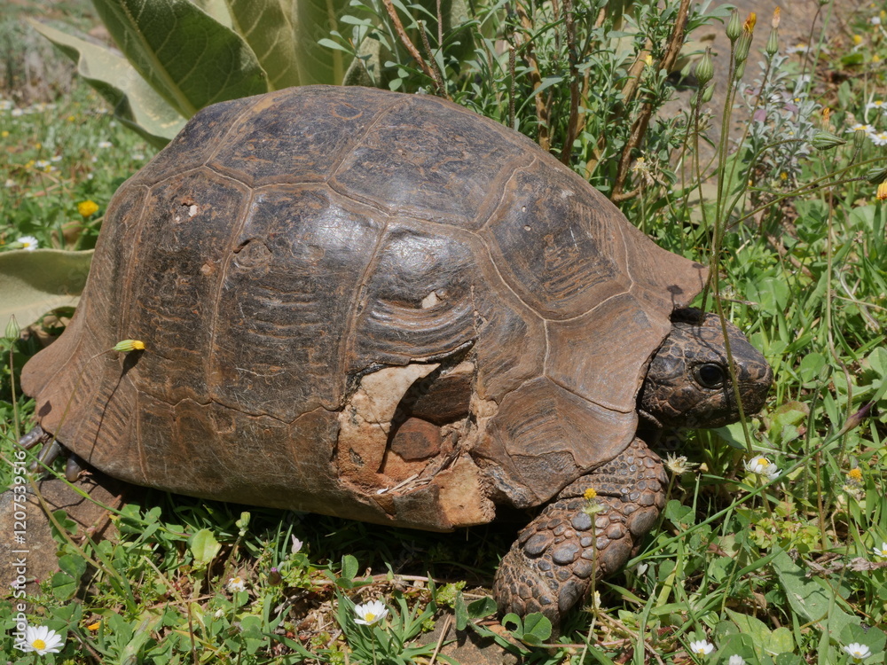Fototapeta premium turtle on grass spring time between daisies daisy close up