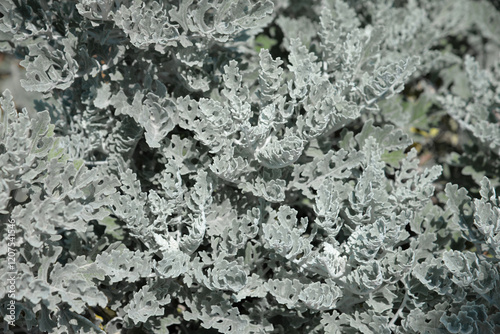 Silvery-white cilia adorn dusty miller's leaves and stems, Senecio Cineraria Silver Dust (Jacobaea maritima) plant close up in flower bed on sunny spring day