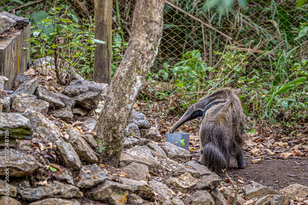 Obraz premium Animais Pantanal