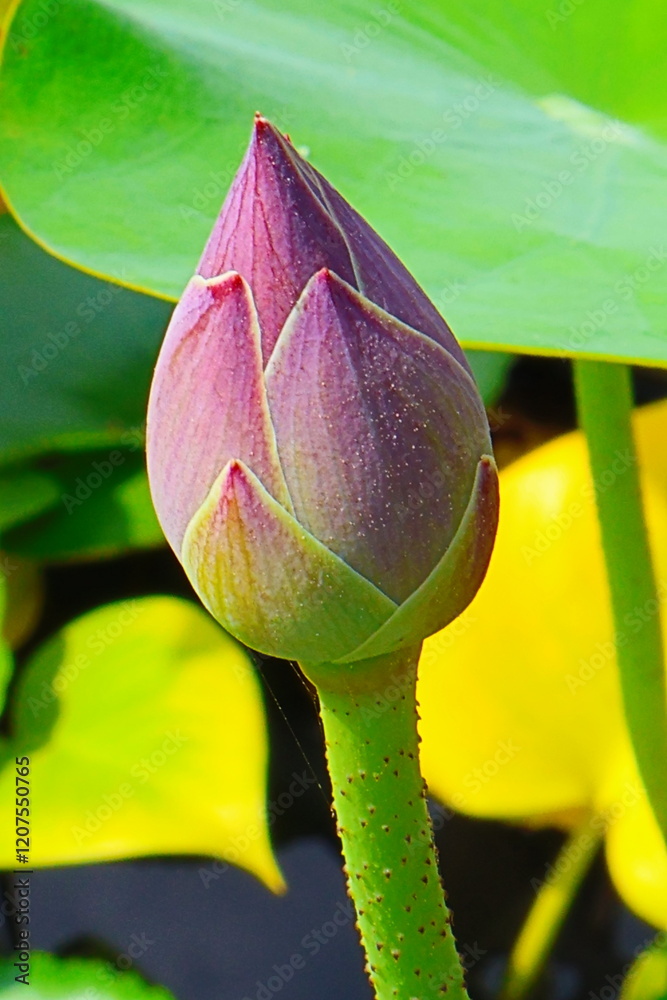 purple lotus flower