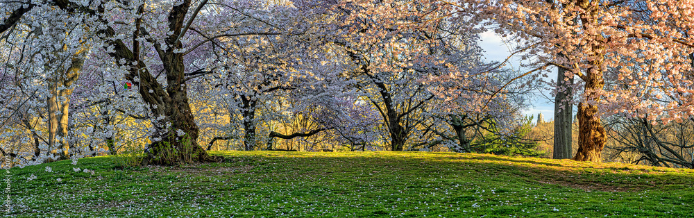 Naklejka premium Central Park in spring