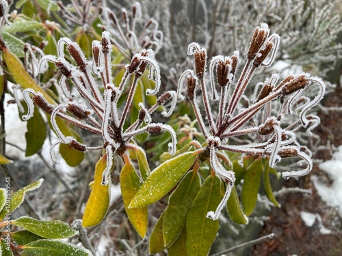 Frost lässt verblühte Rhododendronblüten verreisen und verleiht ihnen zauberhafte Eisblumen photo