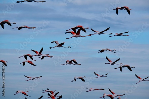 Flamingos (Phoenicopterus roseus) in the Ria Formosa Natural Park, Olhão, Algarve, Portugal photo