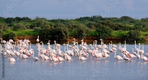 Foto Flamingos (Phoenicopterus roseus) in the Ria Formosa Natural Park, Olhão, Algarv