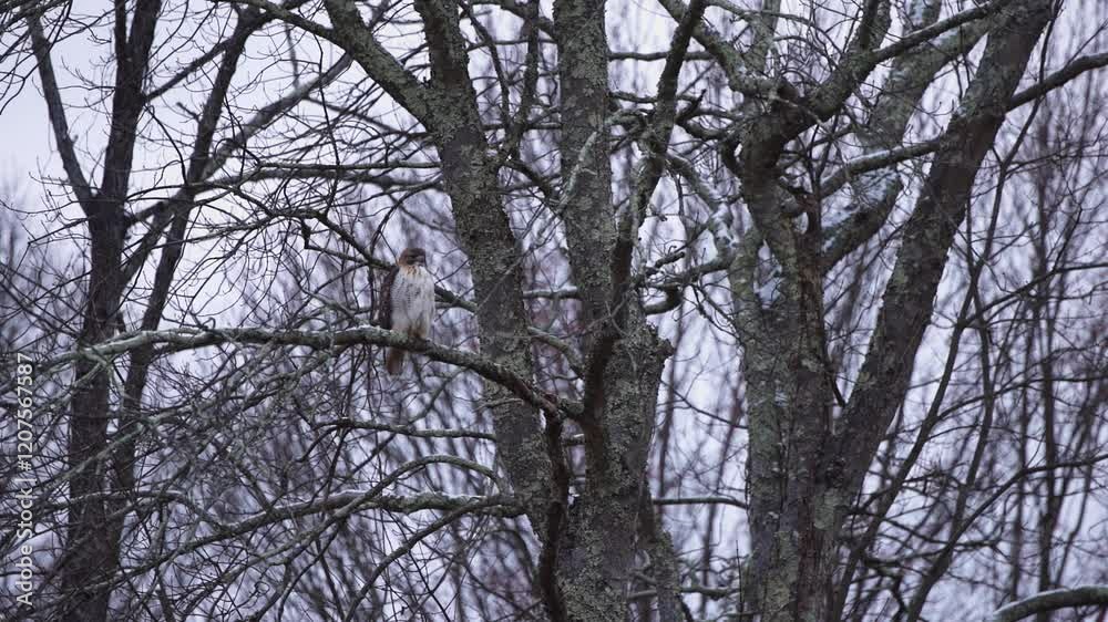 A red-tailed hawk perched in a wintery forest in Westchester, New York. Shot handheld in slow motion at 120fps, capturing serene detail. A red-tailed hawk perched in a wintery forest in Westchester, New York. Shot handheld in slow motion at 120fps, capturing serene detail.