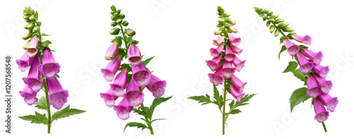 Set of foxglove flowers, isolated on transparent background