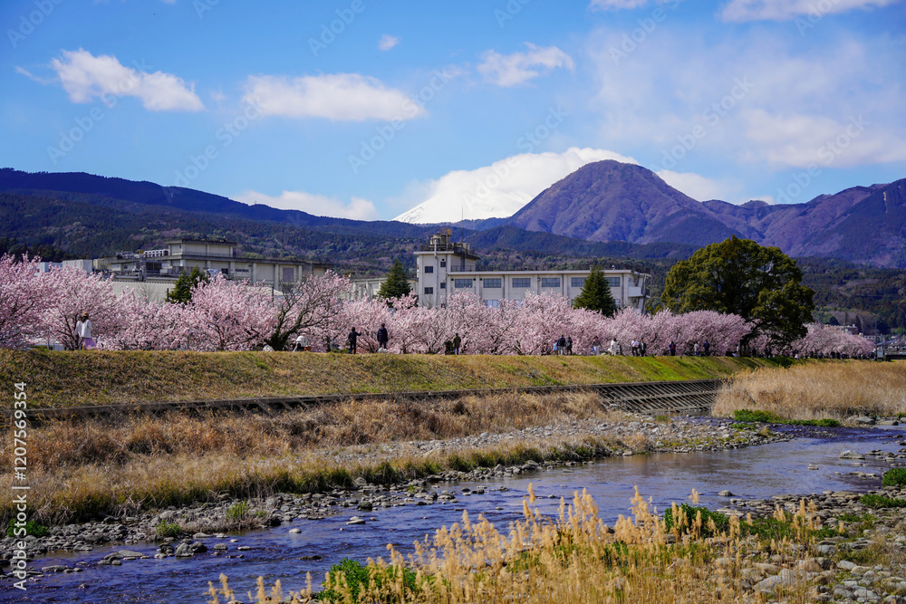 春めき桜が咲き誇る足柄の川沿い風景