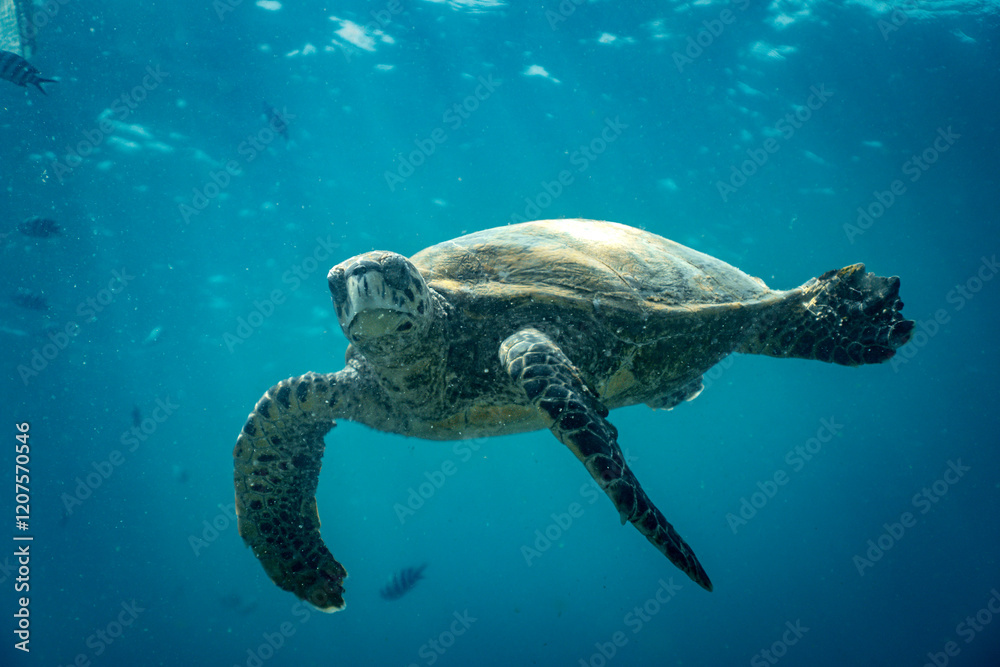 Obraz premium Turtle Swimming