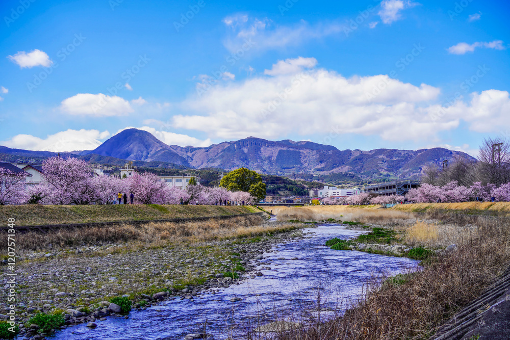 春めき桜が咲き誇る足柄の川沿い風景