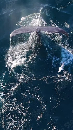 Slow motion aerial vertical footage of a humpback whale swimming off the coast of Sydney, Australia