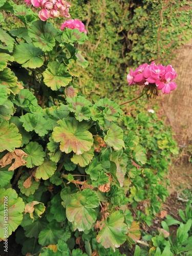 Pink Color Geranium garden Flowers