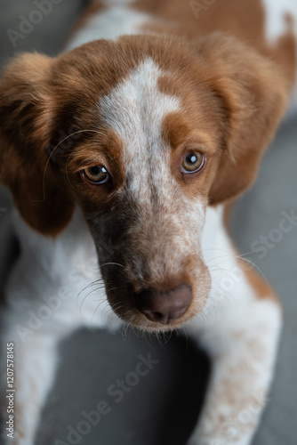 Beautiful portrait dogs looking me