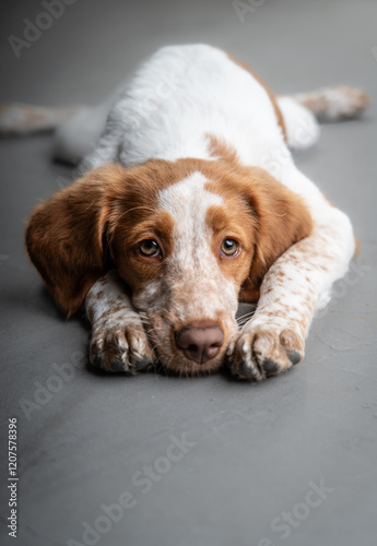 Beautiful portrait dogs looking 