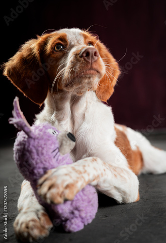 Beautiful portrait dogs looking up whit toy