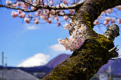 足柄の春を彩る春めき桜