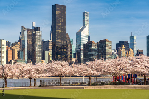 Hunter's Point South Park in Long Island City, Queens. View of cherry trees in bloom with Midtown Manhattan skyscrapers. Spring in New York City