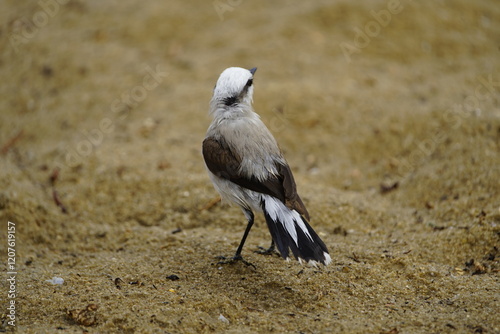 Masked water tyrant (Fluvicola nengeta) is a species of bird in the family Tyrannidae. Fortaleza Ceará, Brazil. photo