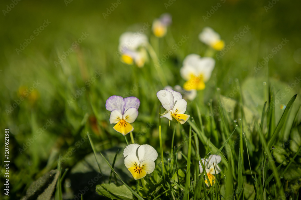 Pretty viola flowers in the sunshine, with a shallow depth of field Pretty viola flowers in the sunshine, with a shallow depth of field