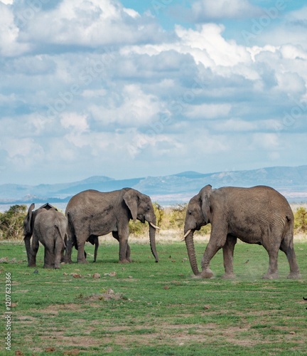 Canvas Print A family of elephants in Kenya.