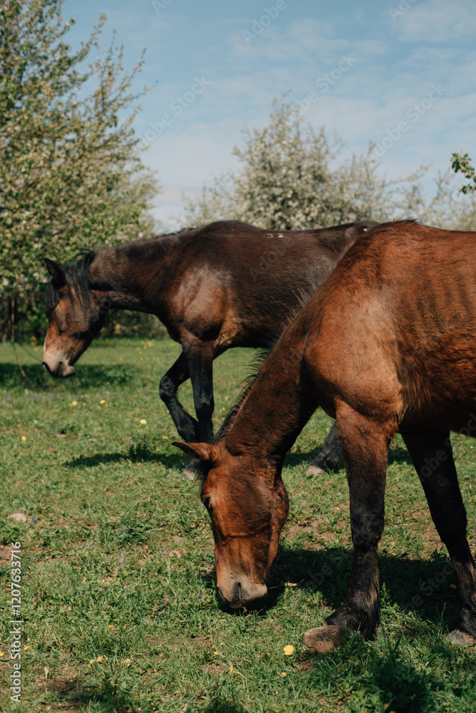 Obraz premium Portrait of two beautiful horses in summer.