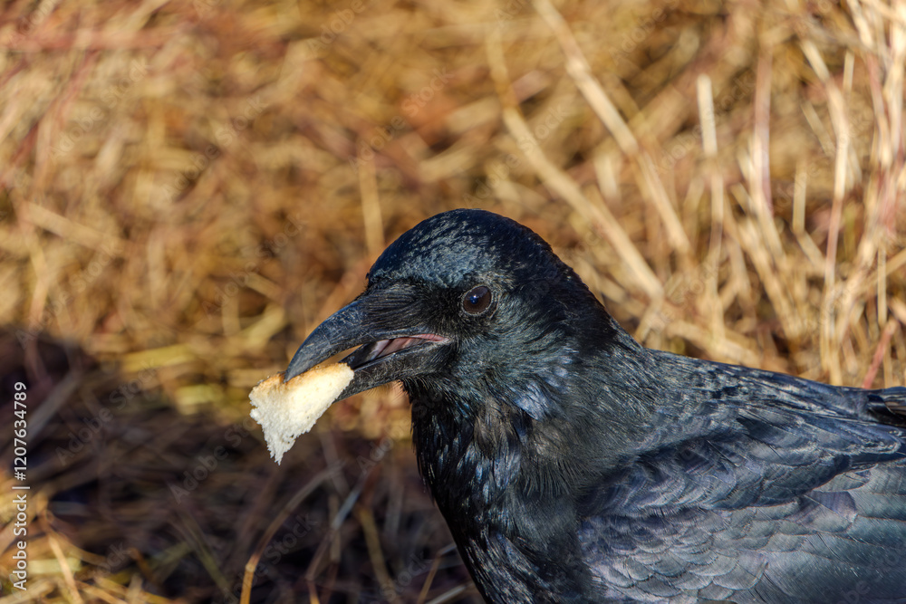 Fototapeta premium 食事中のカラスの瞬間