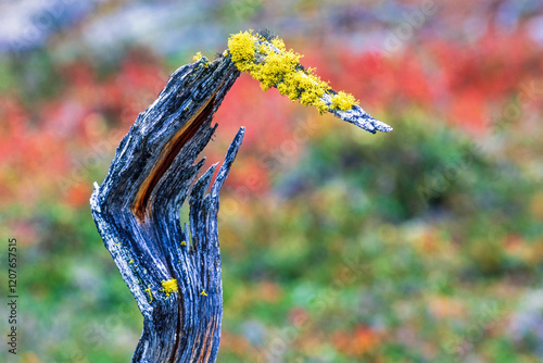 Wolf lichen on a tree stump in the forest in autumn photo