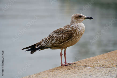 Möwe